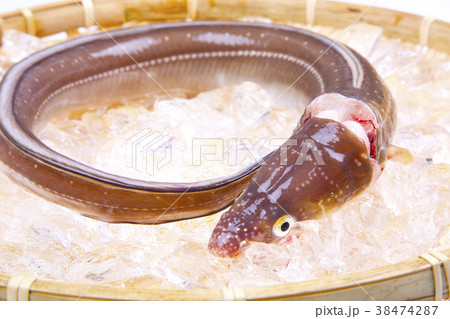 穴子　活〆 38474287