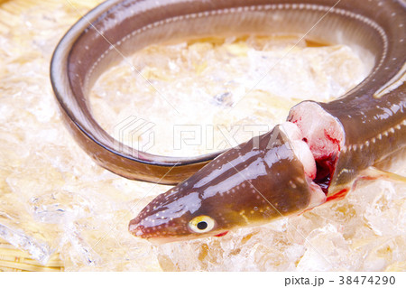 穴子　活〆 38474290