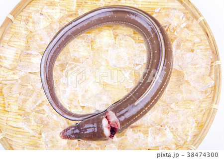 穴子　活〆 38474300