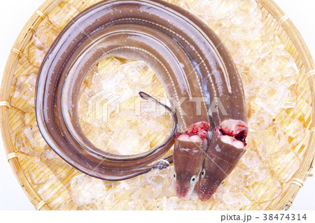 穴子　活〆 38474314