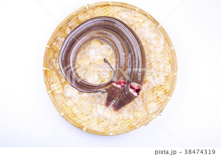 穴子　活〆 38474319