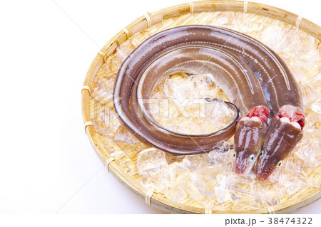 穴子　活〆 38474322