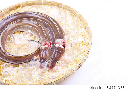 穴子　活〆 38474323