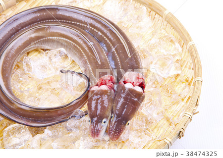 穴子　活〆 38474325