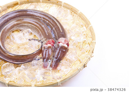 穴子　活〆 38474326