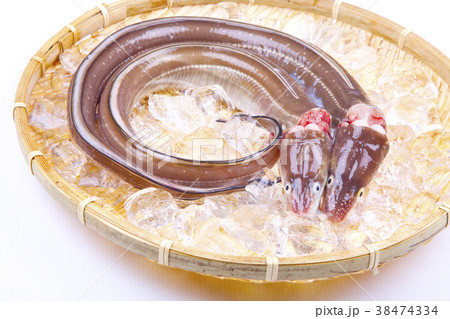 穴子　活〆 38474334