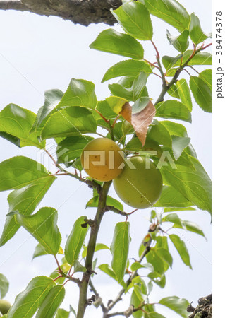 木 アプリコット 安東陶山書院 38474378