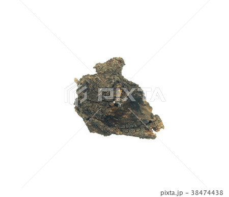 log wood isolate on white background 38474438