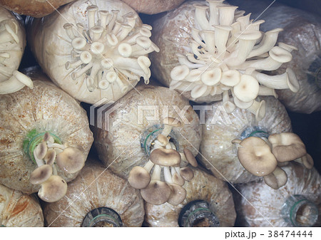 Mushroom cultivation growing in farm Mushroom cultivation growing in farm 38474444