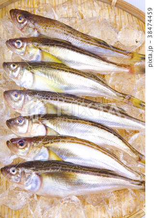シロハタ シロハタ 38474459