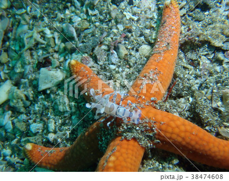 フリソデエビ フリソデエビ 38474608