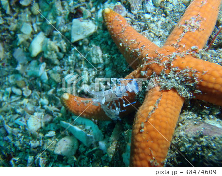 フリソデエビ 38474609