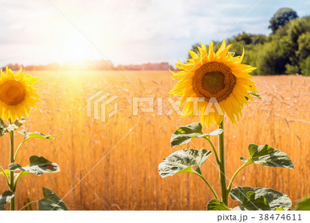 Flowers sunflower closeup and wheat field. 38474611