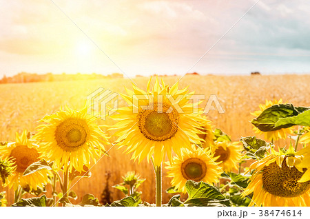 Flowers sunflower closeup and wheat field. 38474614