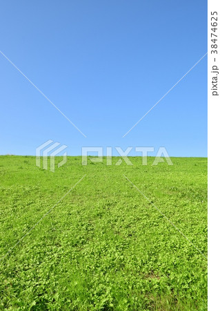 土手の草原 38474625