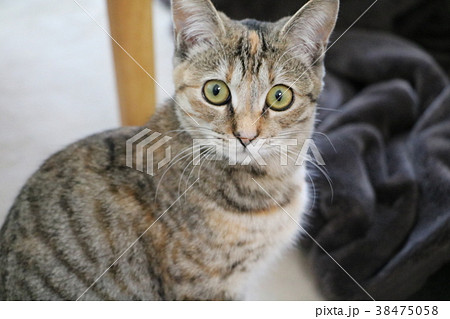 ねこ ねこ 38475058