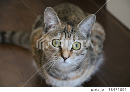 ネコ ネコ 38475095