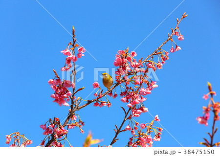 土肥桜１５ 38475150