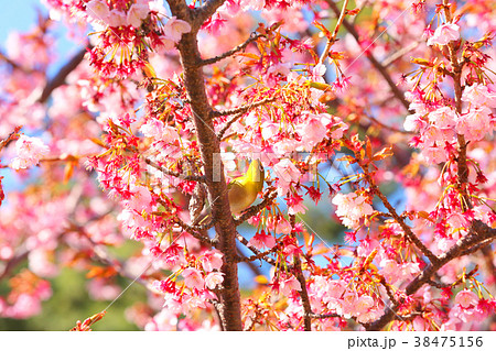 土肥桜21 土肥桜21 38475156