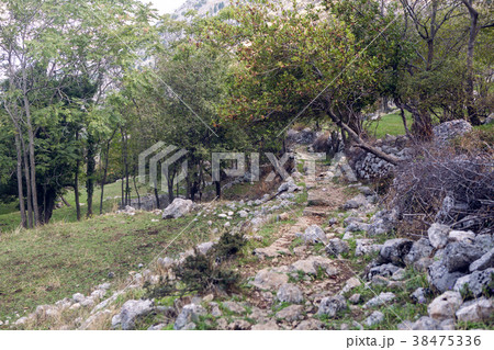 old trail in the mountains forest 38475336