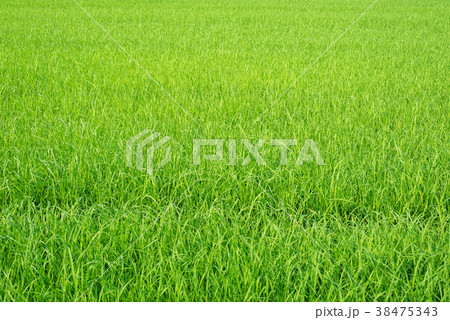 Green rice in the field Green rice in the field 38475343