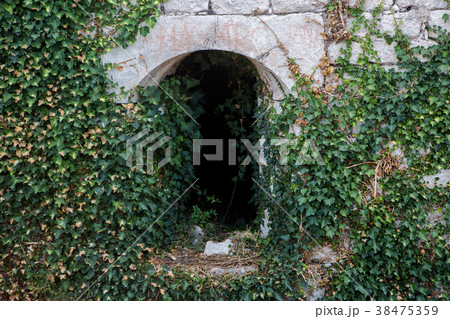 ivy growing on an old tunnel 38475359