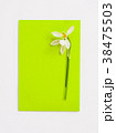 flatlay of green paper and white snowdrop flowers 38475503