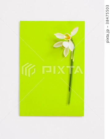 flatlay of green paper and white snowdrop flowers 38475503