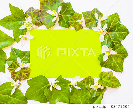 flatlay of ivy leaves with white flowers 38475504