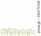 flatlay of snowdrop flowers on white background. 38475506