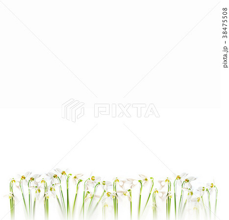 flatlay of snowdrop flowers on white background.  38475508