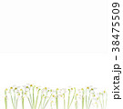 flatlay of snowdrop flowers on white background.  38475509
