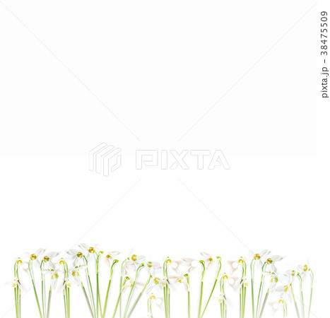 flatlay of snowdrop flowers on white background.  38475509