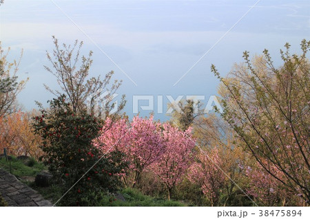 心浮き立つ紫雲出山の春景 38475894