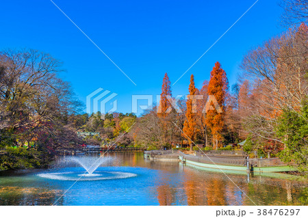 東京 井の頭公園の紅葉 東京 井の頭公園の紅葉 38476297