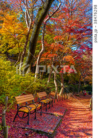 東京 井の頭公園の紅葉の写真素材