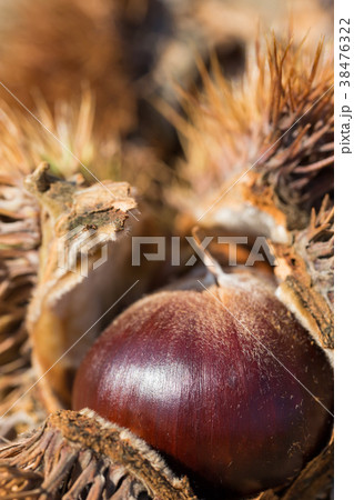 秋の味覚_栗 秋の味覚_栗 38476322