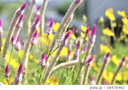 ノゲイトウの花 ノゲイトウの花 38476462