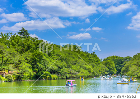 東京 井の頭公園の風景の写真素材 [38476562] - PIXTA