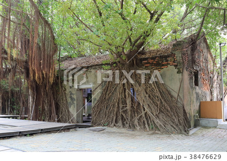 台湾・台南市観光地 安平樹屋 台湾・台南市観光地 安平樹屋 38476629