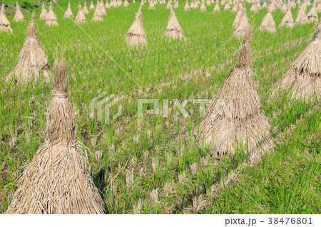 稲わら干し_稲ハデ 38476801