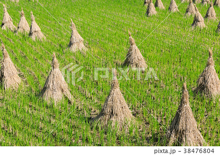 稲わら干し_稲ハデ 38476804