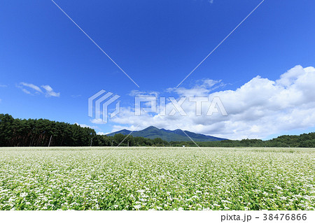長野_秋晴れ輝く蕎麦畑 38476866