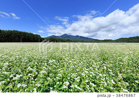 長野_秋晴れ輝く蕎麦畑 38476867