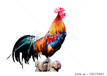 Rooster chicken cockcrow in the morning . 38476961