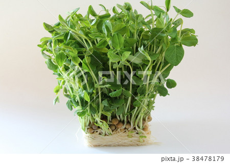 とうみょう とうみょう 38478179