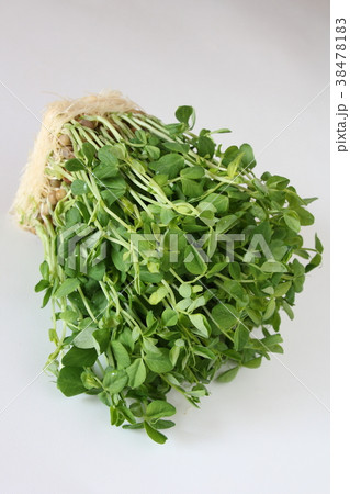 とうみょう とうみょう 38478183