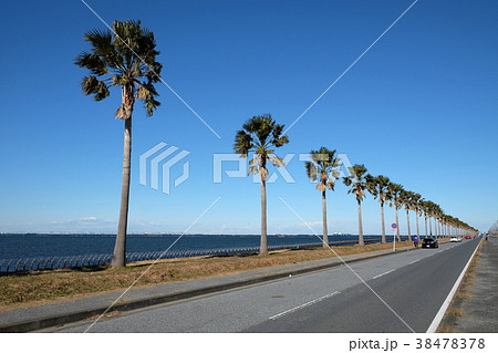 袖ケ浦海浜公園のヤシの木のある道路の写真素材 38478378 Pixta