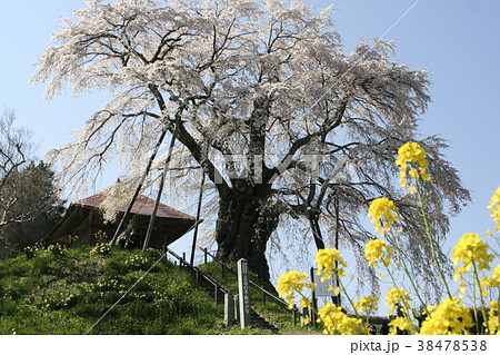 しだれ桜と菜の花 上石の不動桜 しだれ桜と菜の花 上石の不動桜 38478538
