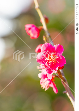 【東京都】梅の花 38478801